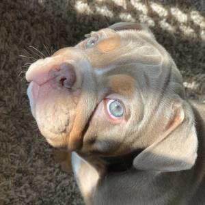 Meet your Posher, Demiere